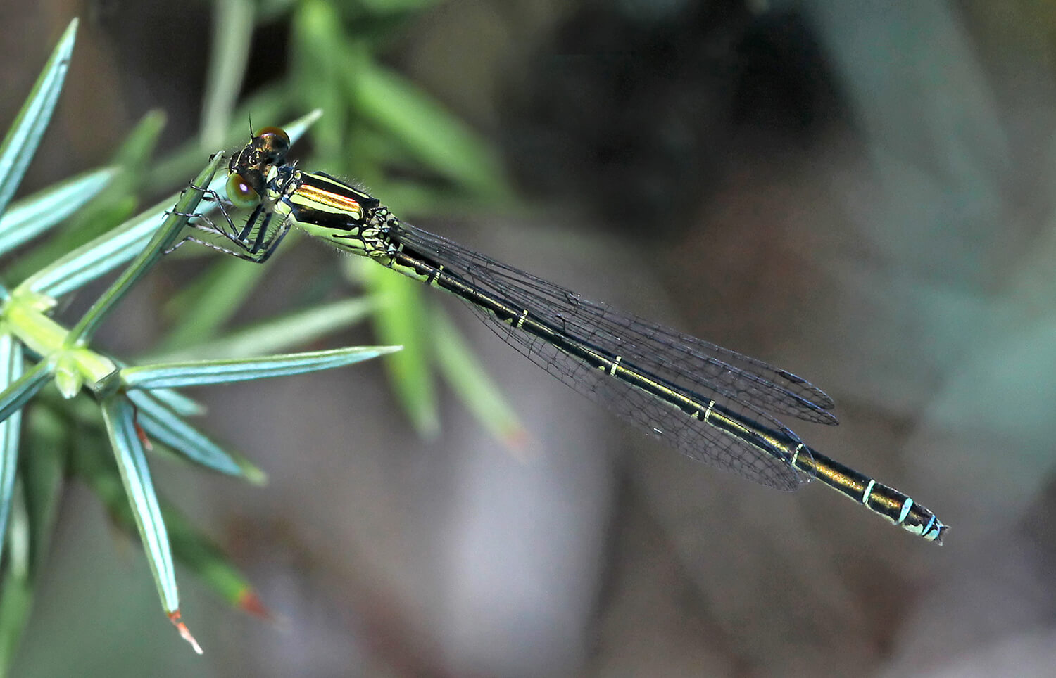 Female Small Red-eyed Damselfly by Steve Covey